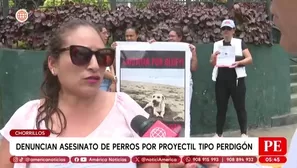 Denuncian asesinato de perros con perdigones en Chorrillos. Foto y video: América Noticias