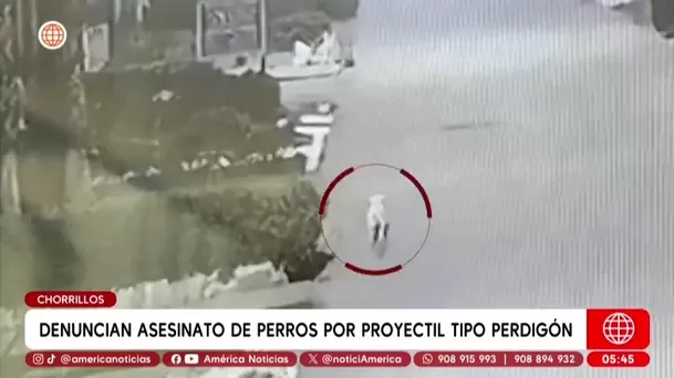 Denuncian asesinato de perros con perdigones en Chorrillos. Foto: América Noticias