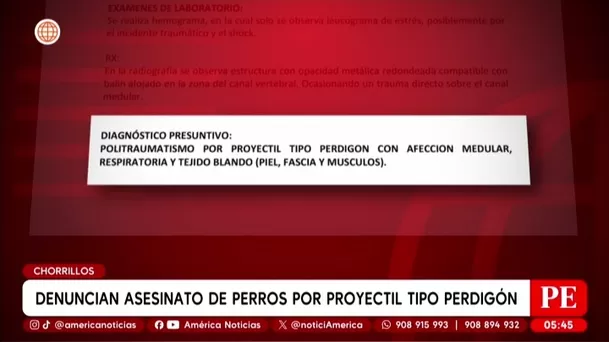 Denuncian asesinato de perros con perdigones en Chorrillos. Foto: América Noticias