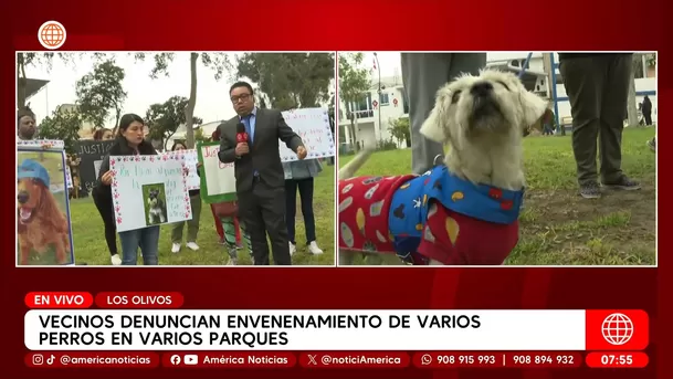 Denuncian envenenamiento de perros en parque de Los Olivos. Foto: América Noticias Denuncian envenenamiento de perros en parque de Los Olivos. Foto: América Noticias