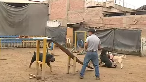 La modalidad del sparring canino se está volviendo cada vez más frecuente en el país. / Video: Canal N