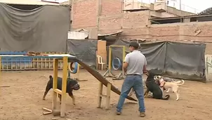 La modalidad del sparring canino se está volviendo cada vez más frecuente en el país. / Video: Canal N