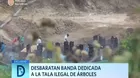 Desbaratan banda dedicada a la tala ilegal de árboles