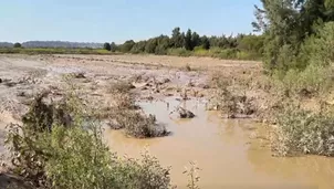 El costo de las pérdidas es significativo, con una producción aproximada de 3000 kilos por hectárea en juego. / Video: Can