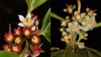 Nuevas especies de plantas en la Amazonía. Foto: Andina