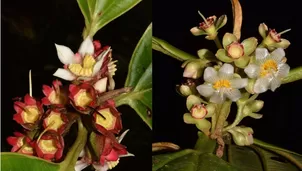 Nuevas especies de plantas en la Amazonía. Foto: Andina