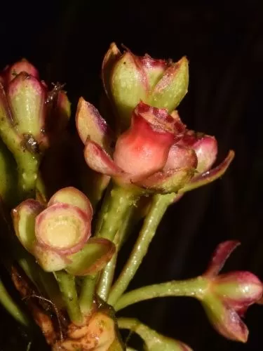 Nuevas especies de plantas en la Amazonía. Foto: Andina