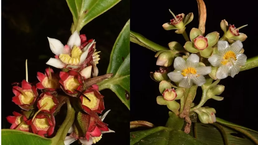 Descubren siete nuevas especies de plantas en la Amazonía peruana