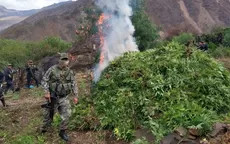 Incineran más de 255 000 plantones de marihuana en Ayacucho - Noticias de planton