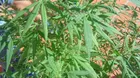 Devida advierte sobre peligros de la marihuana transgénica