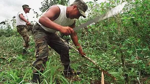 Según datos de la Comisión Nacional para el Desarrollo y Vida sin Drogas (Devida) / Foto: archivo Andina