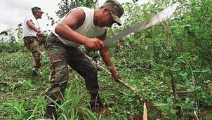 Según datos de la Comisión Nacional para el Desarrollo y Vida sin Drogas (Devida) / Foto: archivo Andina