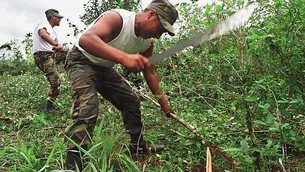 Según datos de la Comisión Nacional para el Desarrollo y Vida sin Drogas (Devida) / Foto: archivo Andina