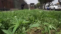 Plantón de marihuana encontrado en una calle de Trujillo. La PNP realiza constantes operativos para erradicar las plantaciones. Foto: Andina