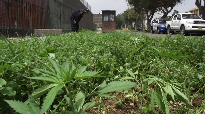 Plantón de marihuana encontrado en una calle de Trujillo. La PNP realiza constantes operativos para erradicar las plantaciones. Foto: Andina Plantón de marihuana encontrado en una calle de Trujillo. La PNP realiza constantes operativos para erradicar las plantaciones. Foto: Andina