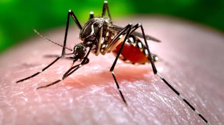 Gobierno adoptó medidas para prevenir y controlar del virus Chikungunya Gobierno adoptó medidas para prevenir y controlar del virus Chikungunya