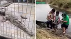 ¿Dónde encontraron al cocodrilo rescatado en Tumbes?