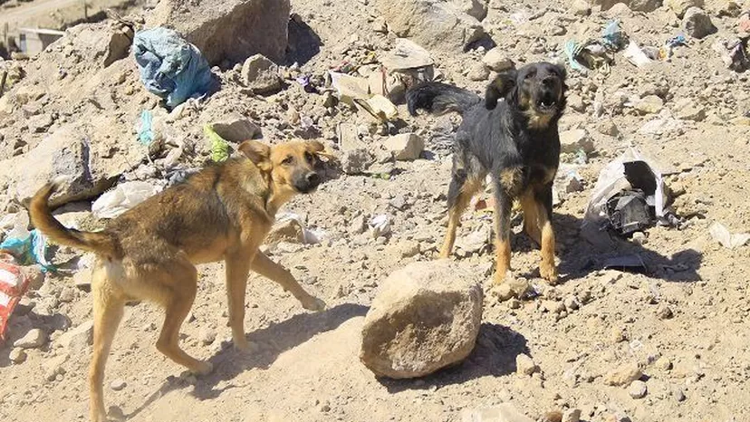 Ellos también sufren: organizan ayuda para animales afectados por huaicos en Chosica