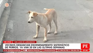Vecinos denuncian envenenamiento masivo de perros en San Juan de Lurigancho. Foto y video: América Noticias