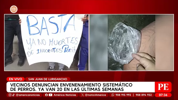 Vecinos denuncian envenenamiento masivo de perros en San Juan de Lurigancho. Foto: América Noticias Vecinos denuncian envenenamiento masivo de perros en San Juan de Lurigancho. Foto: América Noticias