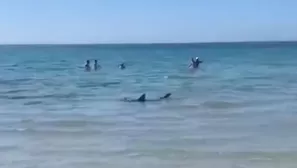 Especialista mencionó que en todos los veranos suelen acercarse tiburones de tintorera a las costas. / Video: Canal N