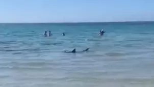 Especialista mencionó que en todos los veranos suelen acercarse tiburones de tintorera a las costas. / Video: Canal N