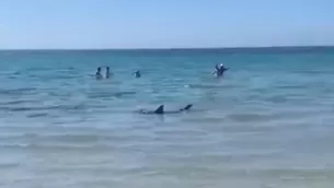 Especialista mencionó que en todos los veranos suelen acercarse tiburones de tintorera a las costas. / Video: Canal N