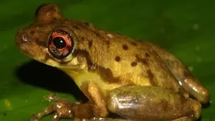 Descubren nueva especie de rana en la Amazonía peruana. Foto: Andina