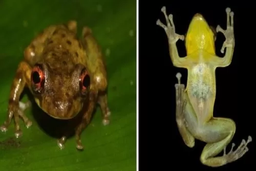 Descubren nueva especie de rana en la Amazonía peruana. Foto: Andina