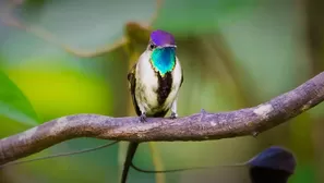 Ave emblema de Perú y una de las más bellas del mundo que solo vive en Amazonas. Foto: Andina