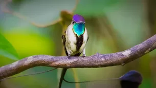 Ave emblema de Perú y una de las más bellas del mundo que solo vive en Amazonas. Foto: Andina