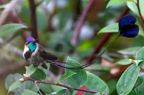 Ave emblema de Perú y una de las más bellas del mundo que solo vive en Amazonas. Foto: Andina