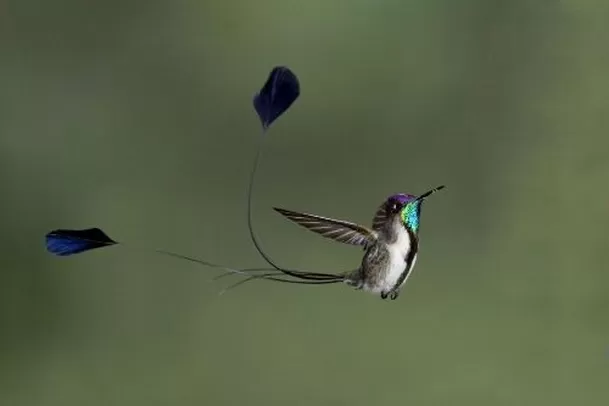 Ave emblema de Perú y una de las más bellas del mundo que solo vive en Amazonas. Foto: Andina