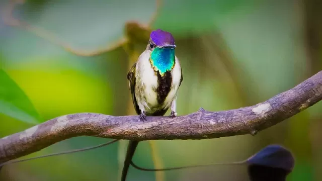 Ave emblema de Perú y una de las más bellas del mundo que solo vive en Amazonas. Foto: Andina