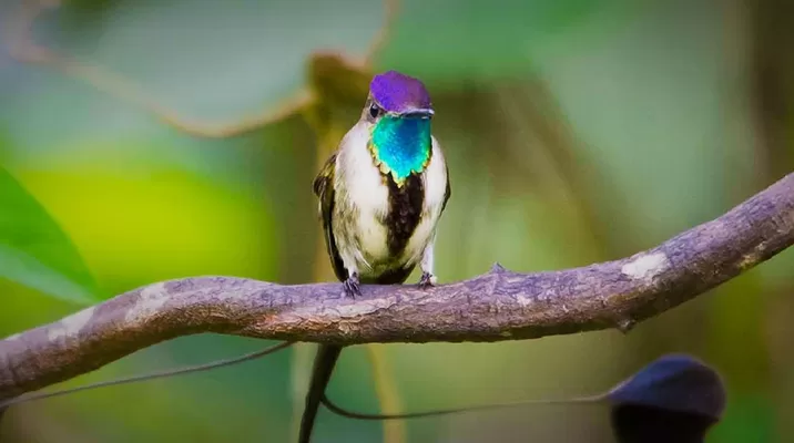 Ave emblema de Perú y una de las más bellas del mundo que solo vive en Amazonas. Foto: Andina Ave emblema de Perú y una de las más bellas del mundo que solo vive en Amazonas. Foto: Andina