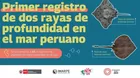 Expertos registran por primera vez dos rayas de profundidad en aguas marinas peruanas