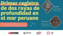 Registran dos rayas de profundidad en aguas marinas peruanas. Foto: Ministerio de la Producción