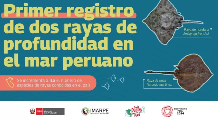 Registran dos rayas de profundidad en aguas marinas peruanas. Foto: Ministerio de la Producción Registran dos rayas de profundidad en aguas marinas peruanas. Foto: Ministerio de la Producción
