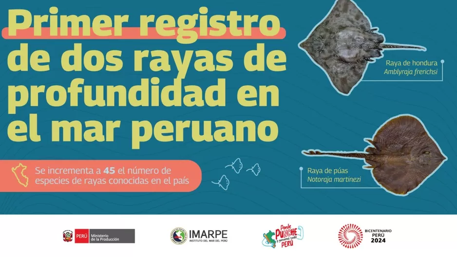 Registran dos rayas de profundidad en aguas marinas peruanas. Foto: Ministerio de la Producción