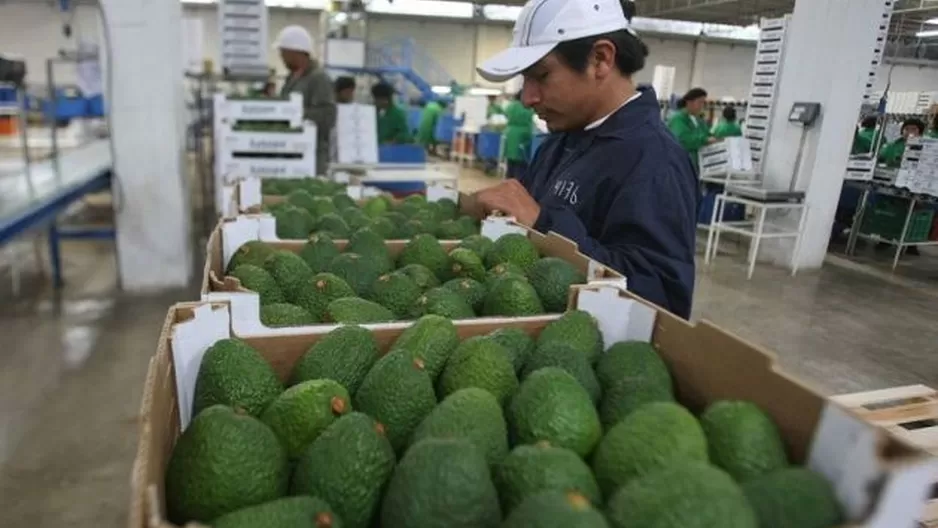 La palta fresca es consumida en Chile durante todo el año.