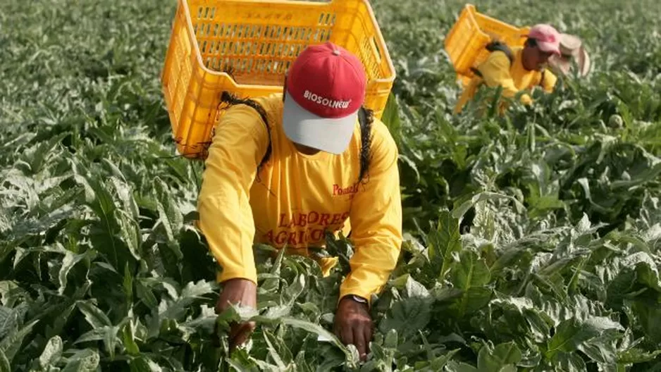 Perú espera superar a México, principal proveedor de paltas a nivel mundial. Foto: Peru21