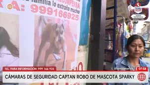 Sparky, un schnauzer de 6 años, continúa desaparecido desde el 5 de mayo