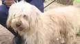 Federación Canina Americana reconoció al Chaku Andino como raza originaria del Perú. Jaime Rodríguez, presidente de la Asociación Canófila Peruana-Unión Canófila Peruana, confirmó que el can se suma al perro sin pelo y al pastor Chiribaya. Video: Canal N