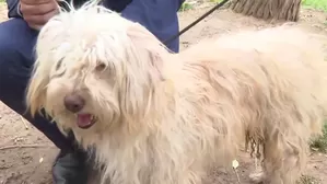 Federación Canina Americana reconoció al Chaku Andino como raza originaria del Perú. Jaime Rodríguez, presidente de la Asociación Canófila Peruana-Unión Canófila Peruana, confirmó que el can se suma al perro sin pelo y al pastor Chiribaya. Video: Canal N