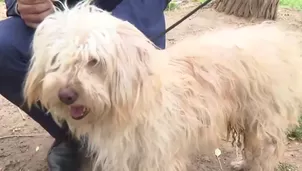 Federación Canina Americana reconoció al Chaku Andino como raza originaria del Perú. Jaime Rodríguez, presidente de la Asociación Canófila Peruana-Unión Canófila Peruana, confirmó que el can se suma al perro sin pelo y al pastor Chiribaya. Video: Canal N