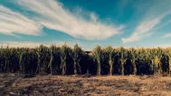 Fenómeno El Niño: Materias primas que serían afectadas en el Perú