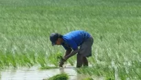 En Camaná, 7 mil hectáreas son destinadas para el cultivo de arroz. Foto: diarionoticias.pe