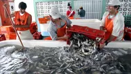 IMARPE advierte que fenómeno El Niño podría afectar pesca de anchoveta