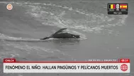 Fenómeno El Niño provoca muerte de aves en Chilca