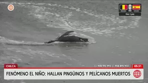 Fenómeno El Niño provoca muerte de aves en Chilca. Foto y video: América Noticias
